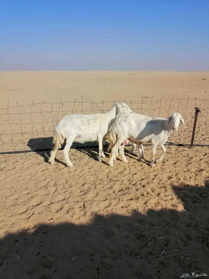 حريات مطافيل 1