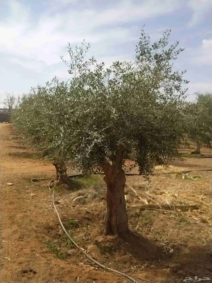 أشجار زيتون معمره ونخيل عربي وواشنطني وأشجار بريه 5