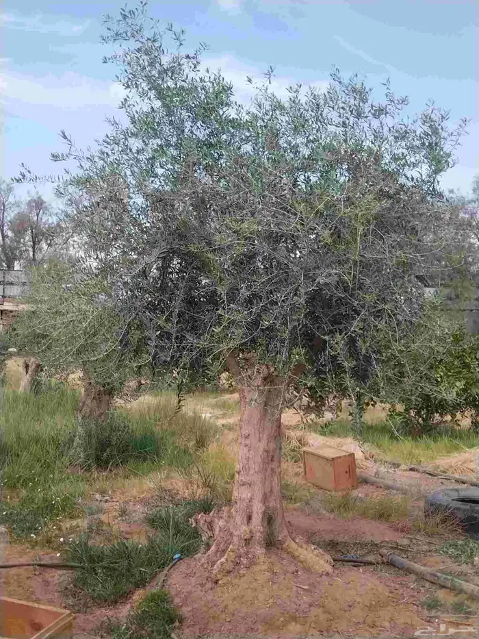 أشجار زيتون معمره ونخيل عربي وواشنطني وأشجار بريه 1