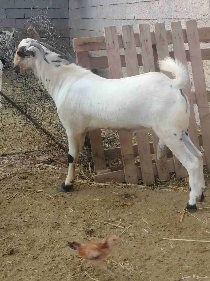 تم البيع الله يبارك لراعيه تيس بيشي فحل عمره تسعه شهور 10