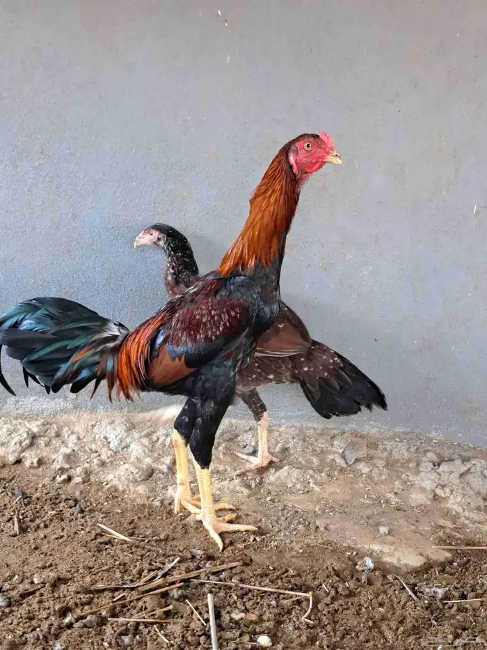 زوج دجاج باكستاني وديكين براهما وديوك بلدي 4