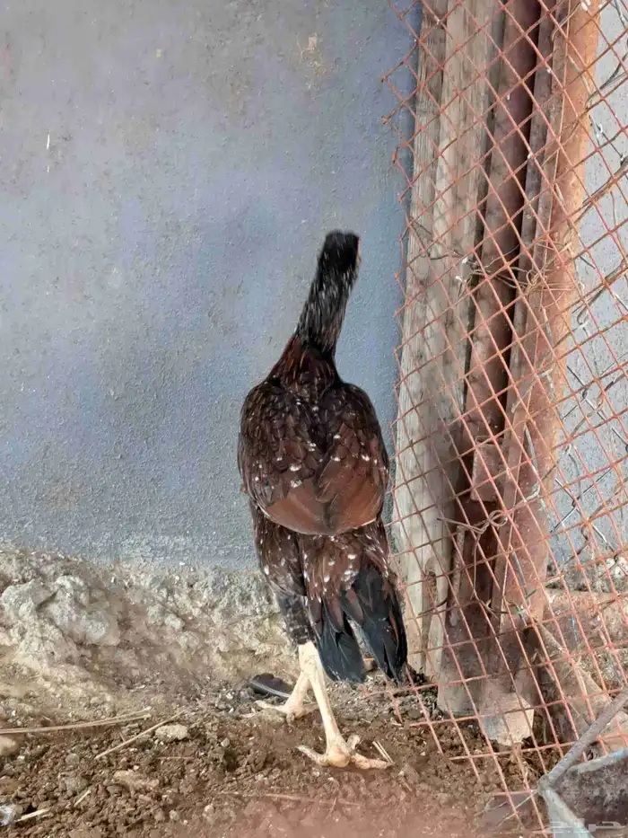 زوج دجاج باكستاني وديكين براهما وديوك بلدي 2