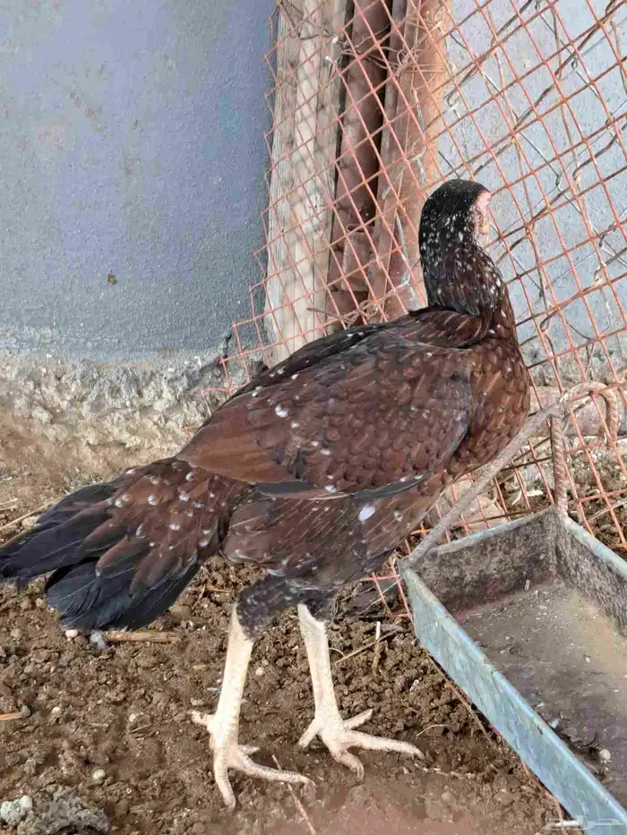 زوج دجاج باكستاني وديكين براهما وديوك بلدي 3