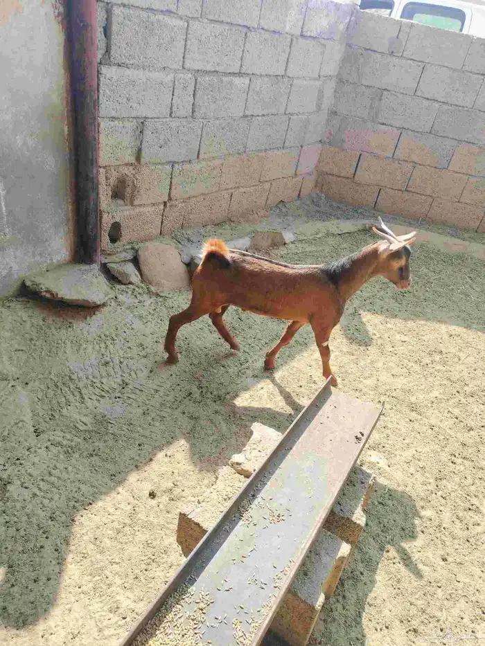 جفر طلي للبيع البلقعة شرق ثربان 1