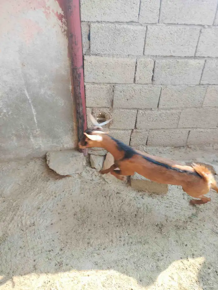 جفر طلي للبيع البلقعة شرق ثربان 0