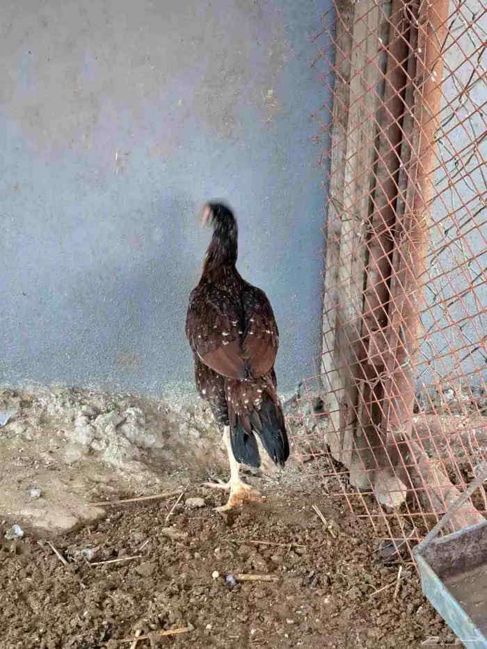 زوج دجاج باكستاني وديكين براهما وديوك بلدي 1
