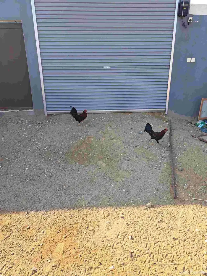 زوج دجاج باكستاني وديكين براهما وديوك بلدي 5