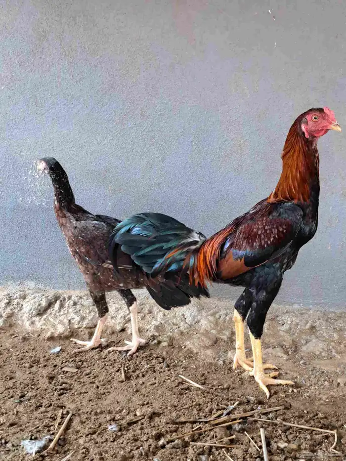 زوج دجاج باكستاني وديكين براهما وديوك بلدي 0