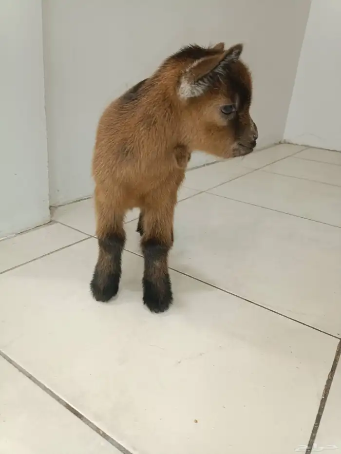 ماعز قزم تيس متنوع الاعمار والمستوى ومعرفين 14