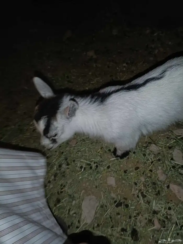 ماعز قزم تيس متنوع الاعمار والمستوى ومعرفين 13