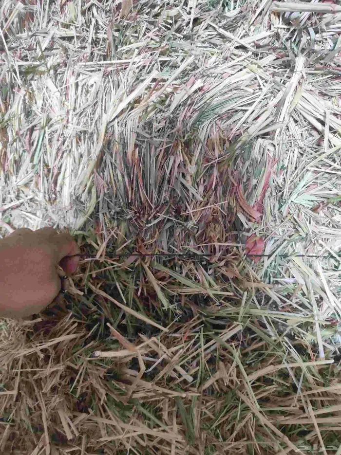 ذرة جيزانية ناعمة 7