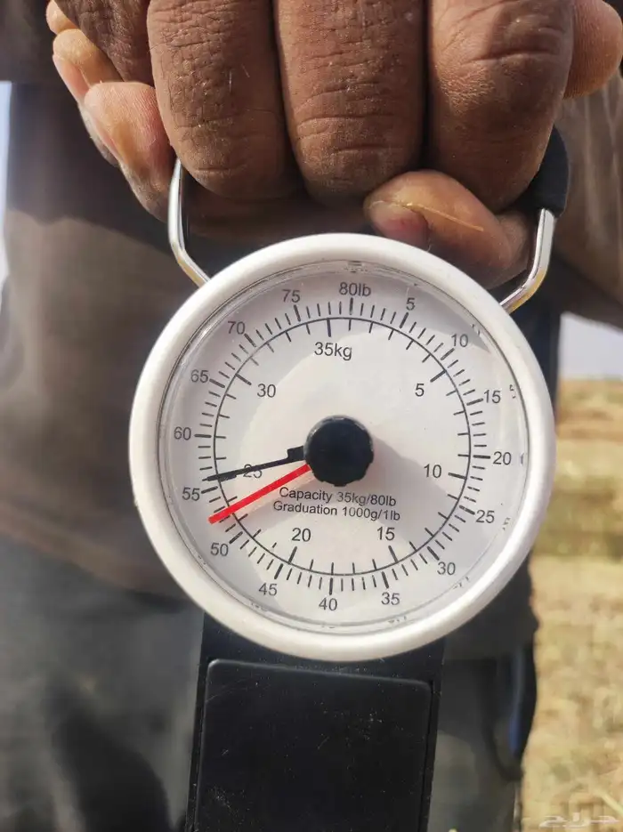 ذرة جيزانية ناعمة 8