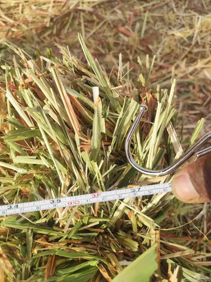 ذرة جيزانية ناعمة 9