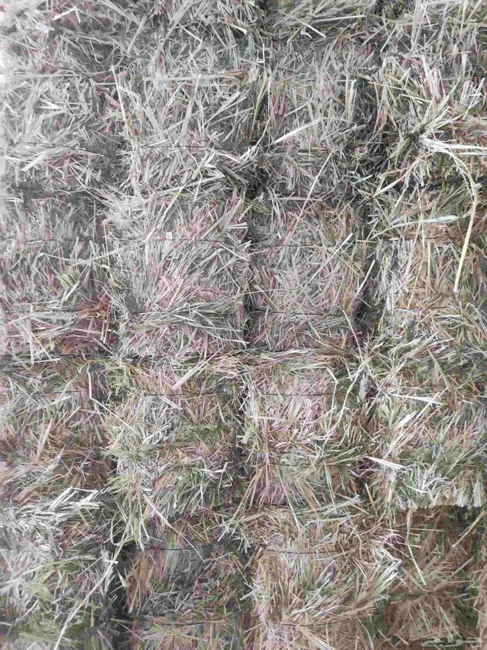 ذرة جيزانية ناعمة 6