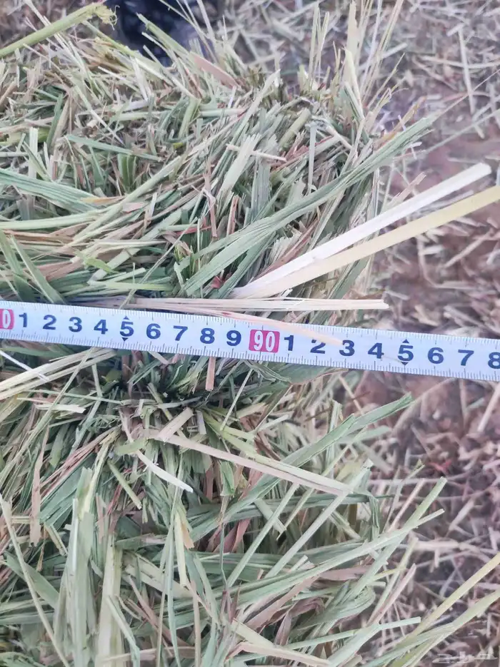 ذرة جيزانية ناعمة 4