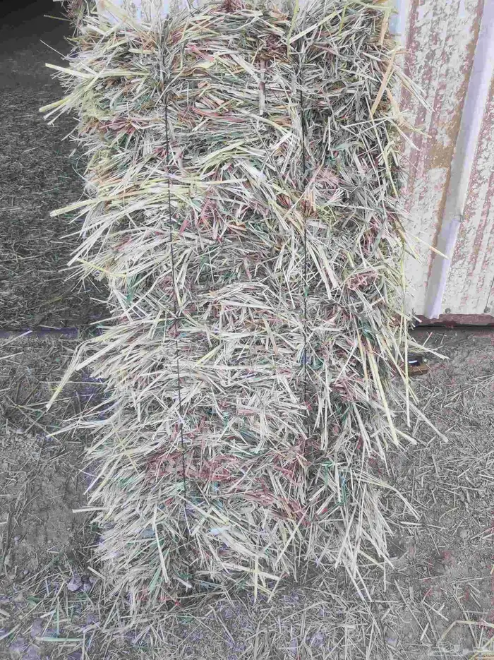 ذرة جيزانية ناعمة 1