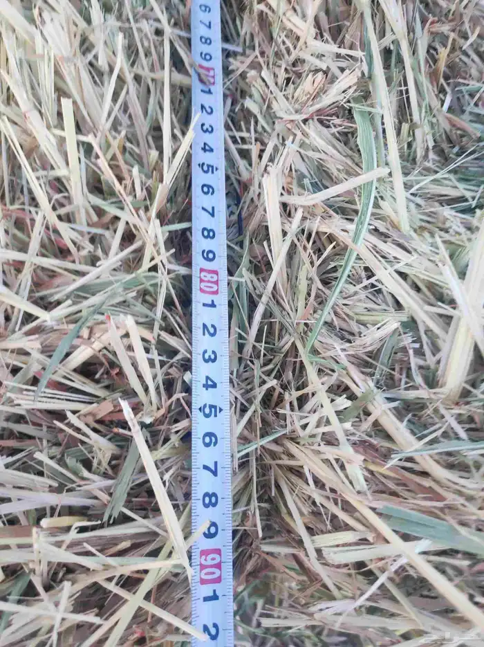 ذرة جيزانية ناعمة 5