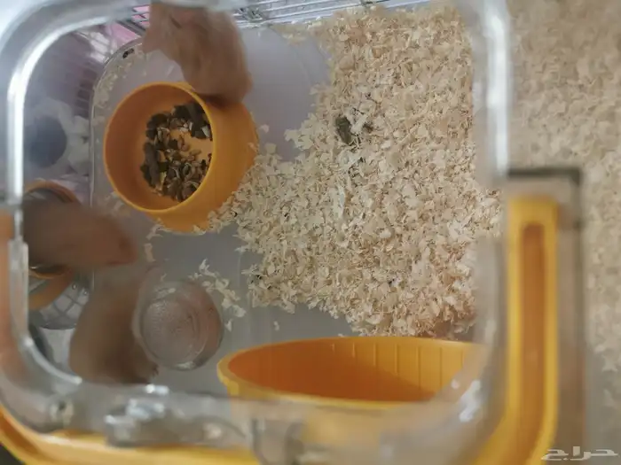 هامستر للتبنى هامسترات 7