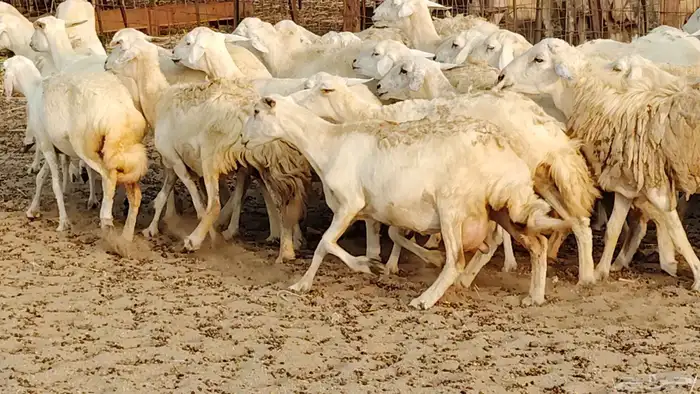 ضان حريه دفيع شرط 43 معها 2 فحول مولده منها 4 17