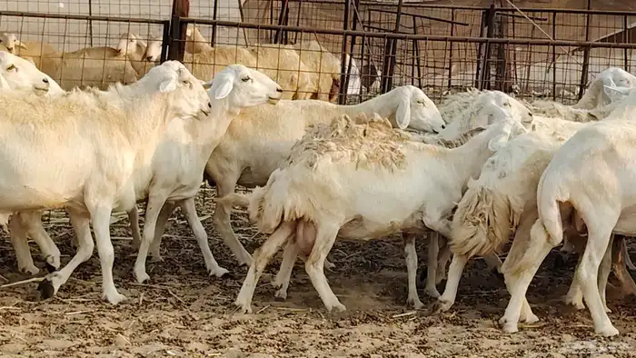 ضان حريه دفيع شرط 43 معها 2 فحول مولده منها 4 4