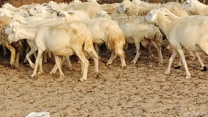 ضان حريه دفيع شرط 43 معها 2 فحول مولده منها 4 10