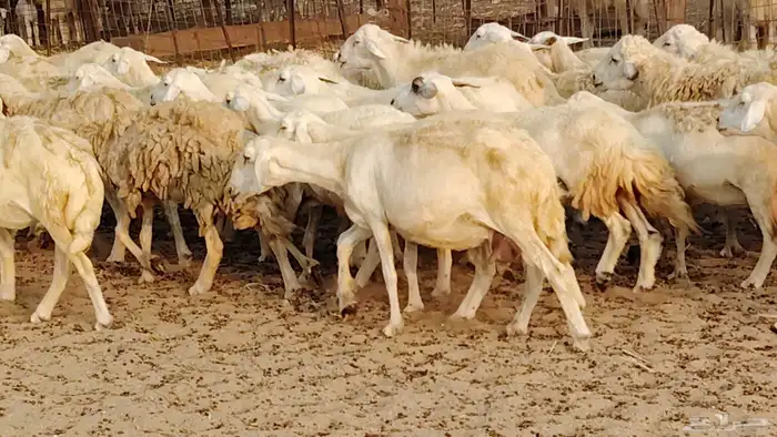 ضان حريه دفيع شرط 43 معها 2 فحول مولده منها 4 22