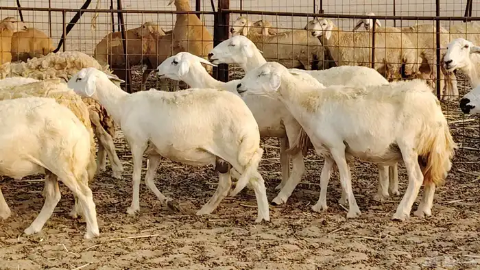 ضان حريه دفيع شرط 43 معها 2 فحول مولده منها 4 36