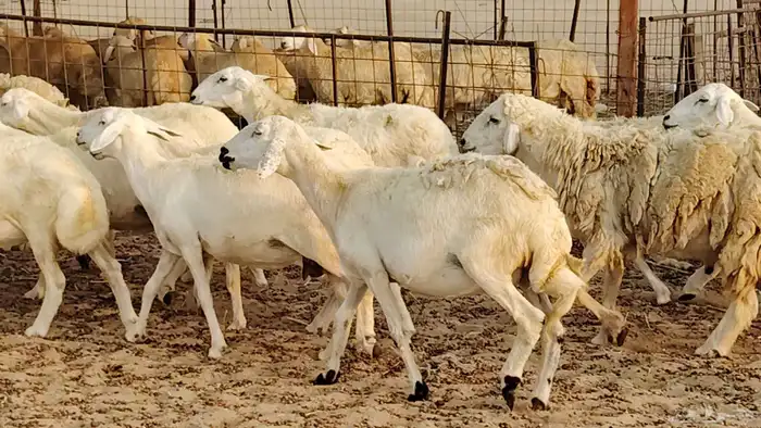 ضان حريه دفيع شرط 43 معها 2 فحول مولده منها 4 34