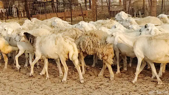 ضان حريه دفيع شرط 43 معها 2 فحول مولده منها 4 30