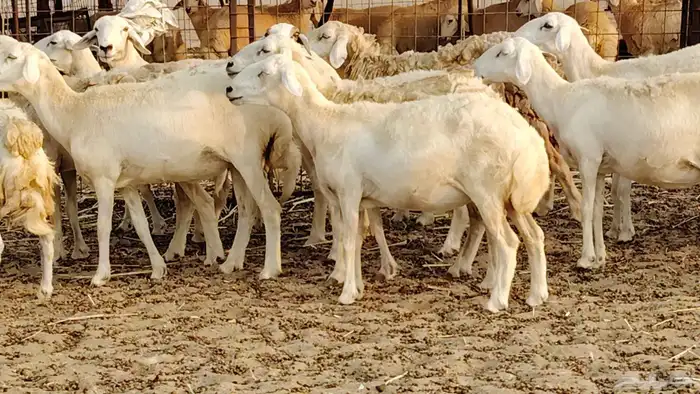 ضان حريه دفيع شرط 43 معها 2 فحول مولده منها 4 0