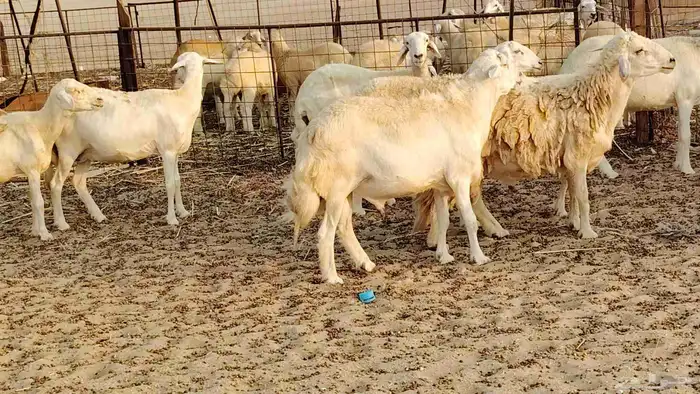 ضان حريه دفيع شرط 43 معها 2 فحول مولده منها 4 9