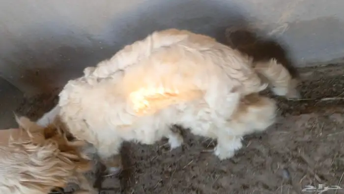 طلي حري جذع للبيع للي يبي ذبيحه 6