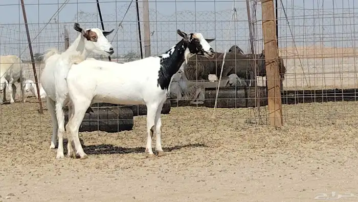 معزه مشروكه للبيع العدد 2 6