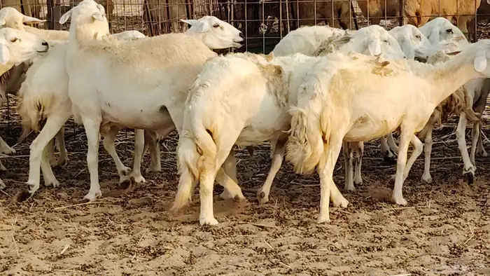 ضان حريه دفيع شرط 43 معها 2 فحول مولده منها 4 1