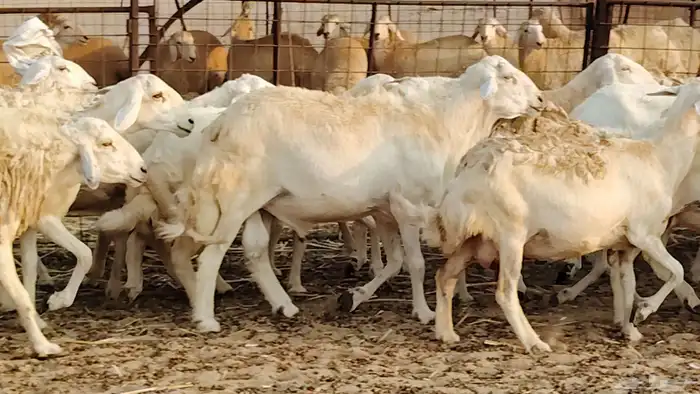 ضان حريه دفيع شرط 43 معها 2 فحول مولده منها 4 16