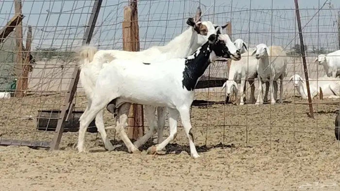 معزه مشروكه للبيع العدد 2 2