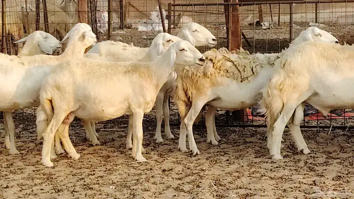 ضان حريه دفيع شرط 43 معها 2 فحول مولده منها 4 19