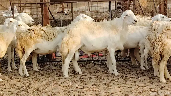 ضان حريه دفيع شرط 43 معها 2 فحول مولده منها 4 21