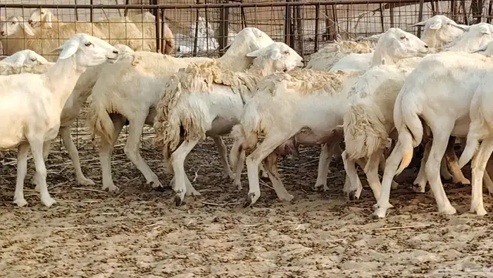 ضان حريه دفيع شرط 43 معها 2 فحول مولده منها 4 3