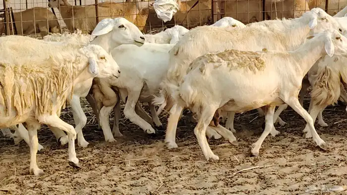 ضان حريه دفيع شرط 43 معها 2 فحول مولده منها 4 38