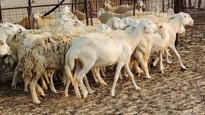 ضان حريه دفيع شرط 43 معها 2 فحول مولده منها 4 12