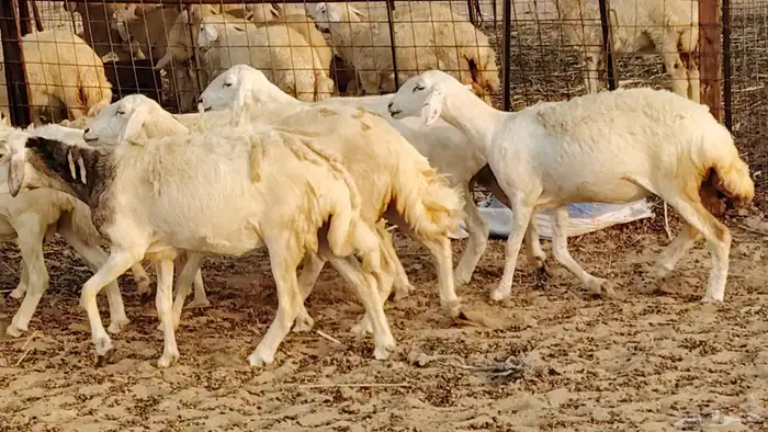 ضان حريه دفيع شرط 43 معها 2 فحول مولده منها 4 7