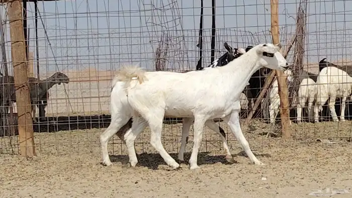 معزه مشروكه للبيع العدد 2 0