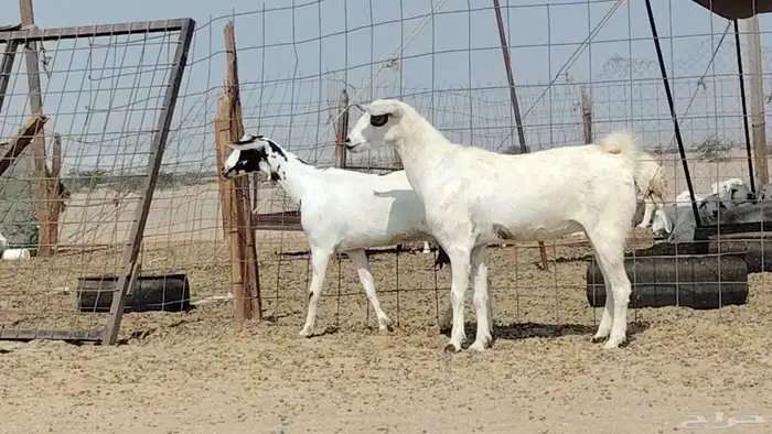 معزه مشروكه للبيع العدد 2 7