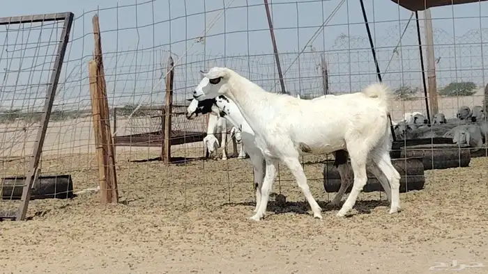 معزه مشروكه للبيع العدد 2 9