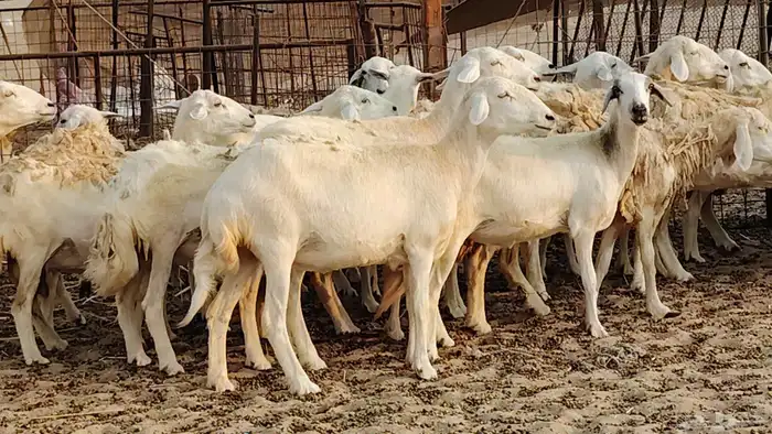 ضان حريه دفيع شرط 43 معها 2 فحول مولده منها 4 39