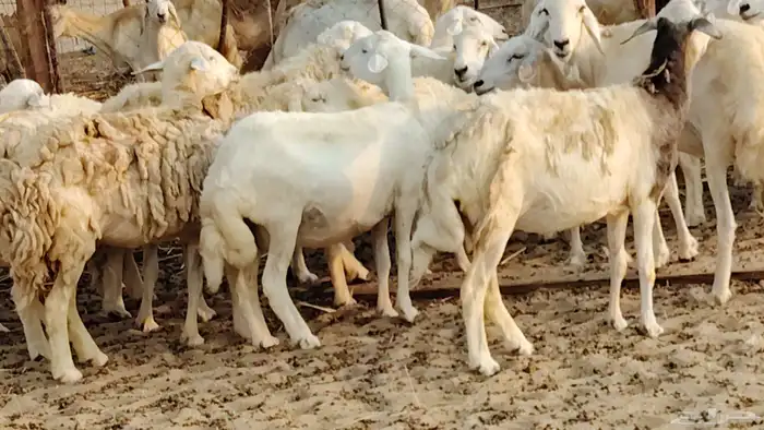 ضان حريه دفيع شرط 43 معها 2 فحول مولده منها 4 33