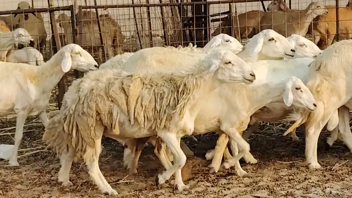 ضان حريه دفيع شرط 43 معها 2 فحول مولده منها 4 2