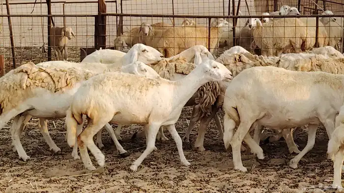 ضان حريه دفيع شرط 43 معها 2 فحول مولده منها 4 11