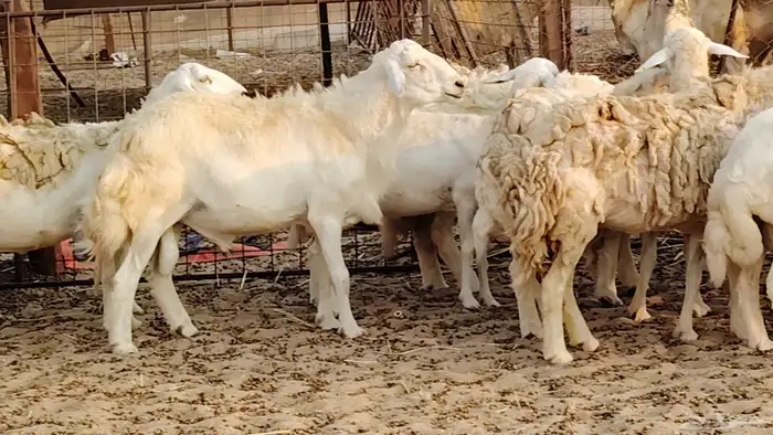 ضان حريه دفيع شرط 43 معها 2 فحول مولده منها 4 18